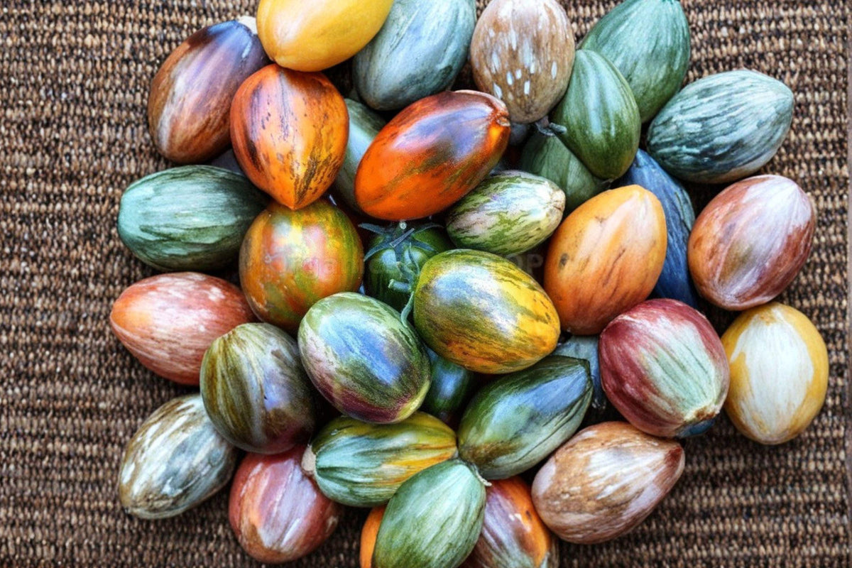Brad’s Atomic Grape Tomato Seeds - Rare Heirloom, Multicolor, Sweet Flavor, High Yield, Indeterminate, 120+ Seeds