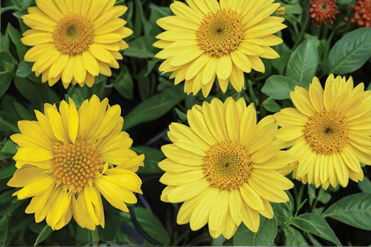 Yellow Blanket Flower Seeds – Gaillardia aristata, Perennial Wildflower, Bright Yellow Daisy-Like Blooms, Drought Tolerant, Pollinator Plant