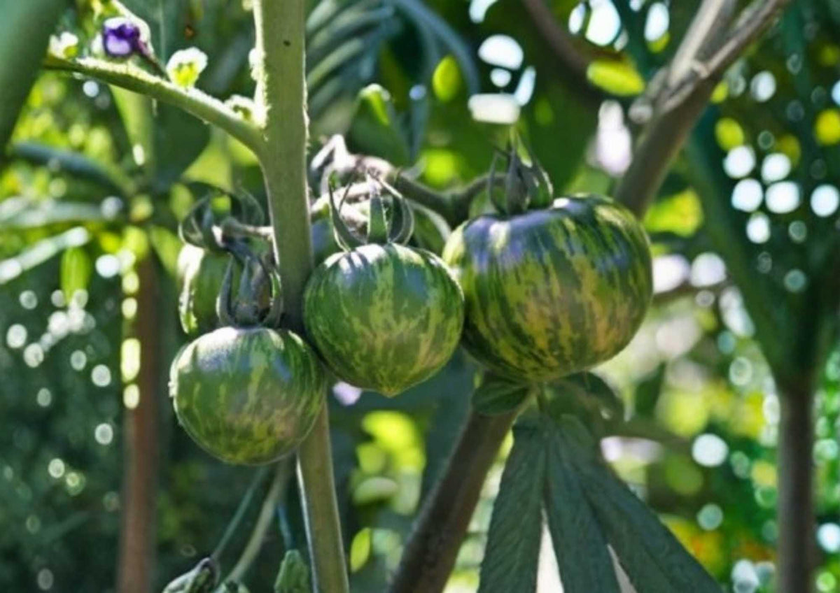 Green Zebra Tomato Seeds – Heirloom Non-GMO Vegetable Seeds for Garden Planting, Striped Green Tomato, Solanum lycopersicum