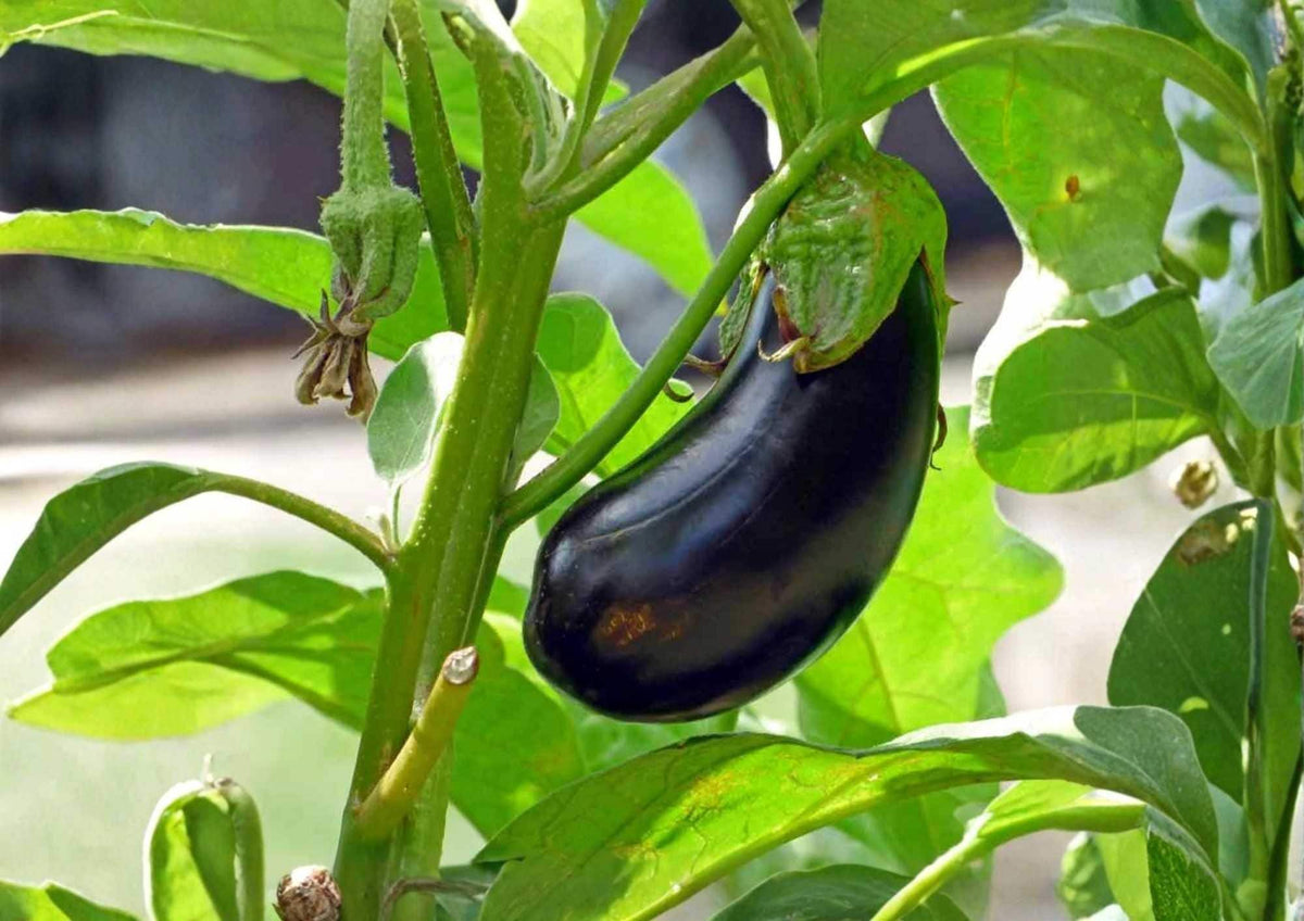 Black Beauty Eggplant Seeds – Heirloom Organic Non-GMO Vegetable Seeds for Garden Planting, Large Dark Purple Fruits
