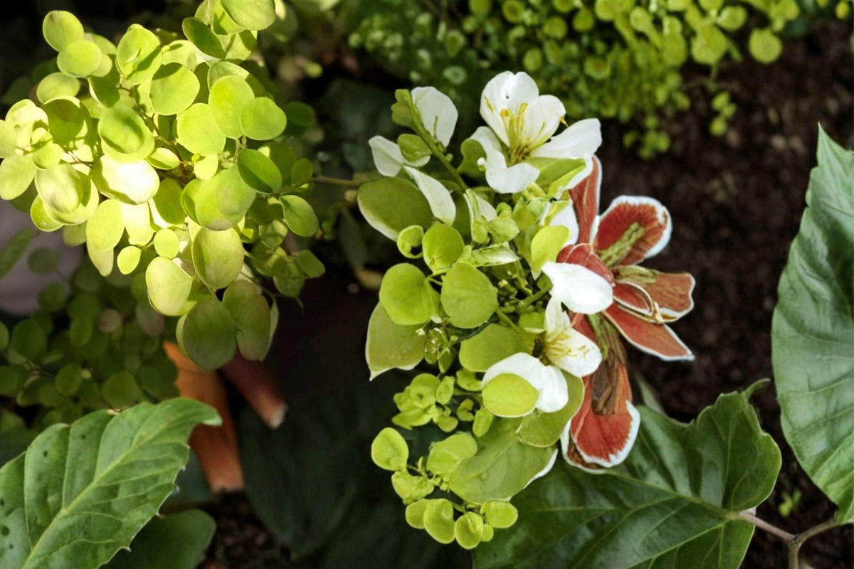 Pepper Cress Seeds 75 Lepidium sativum Herb for Herb Gardens, Containers, Edible Green Leafy Annual Plant