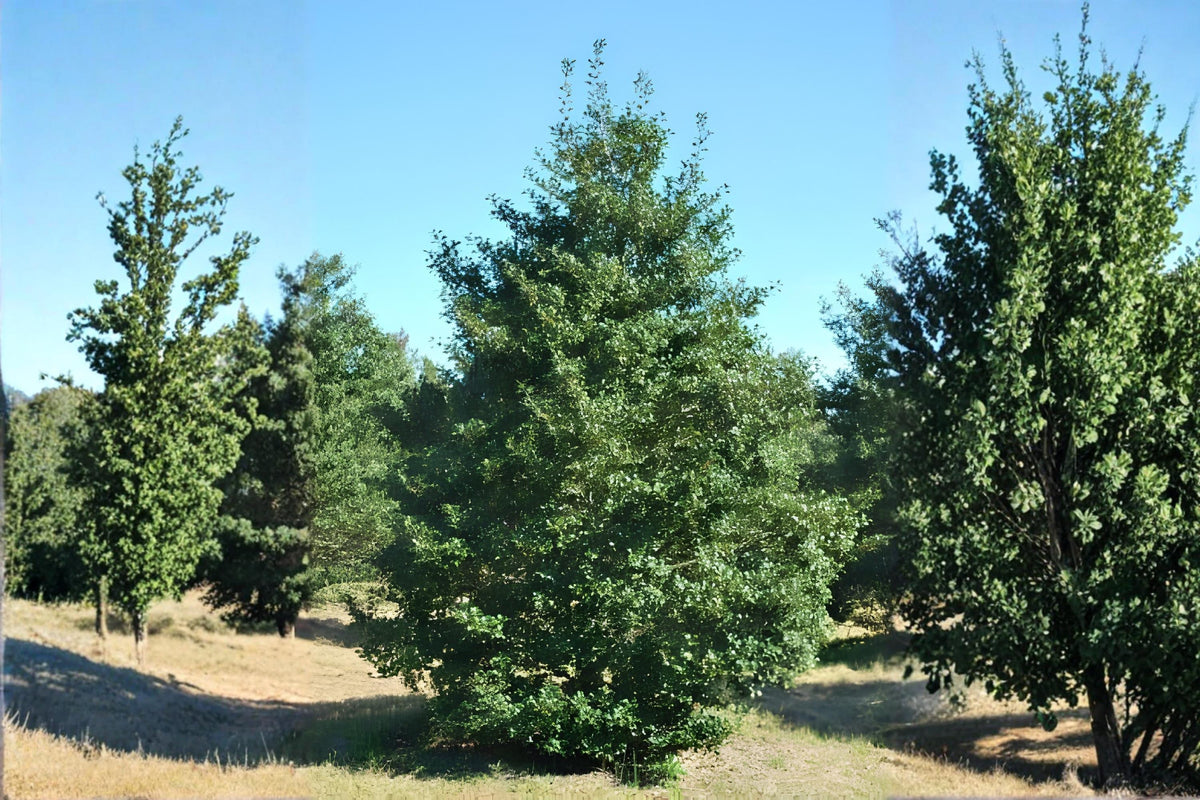 American Holly Seeds (Ilex opaca) – Evergreen Tree for Landscaping, Wildlife Gardens & Holiday Decor, Bright Red Berries