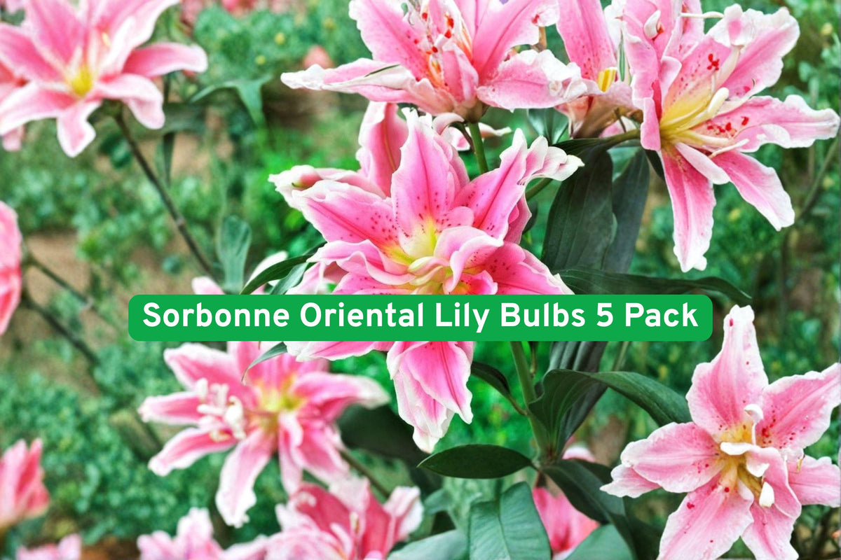 Sorbonne Oriental Lily Bulbs 5 Pack – Pink & White Fragrant Summer Bloomers, Lilium orientalis, Garden, Cut Flowers