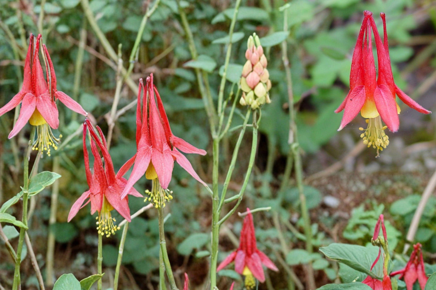 Red Columbine Seeds – Aquilegia canadensis – Native Perennial with Red & Yellow Nodding Flowers, Woodland & Border Plant, 100 Seeds