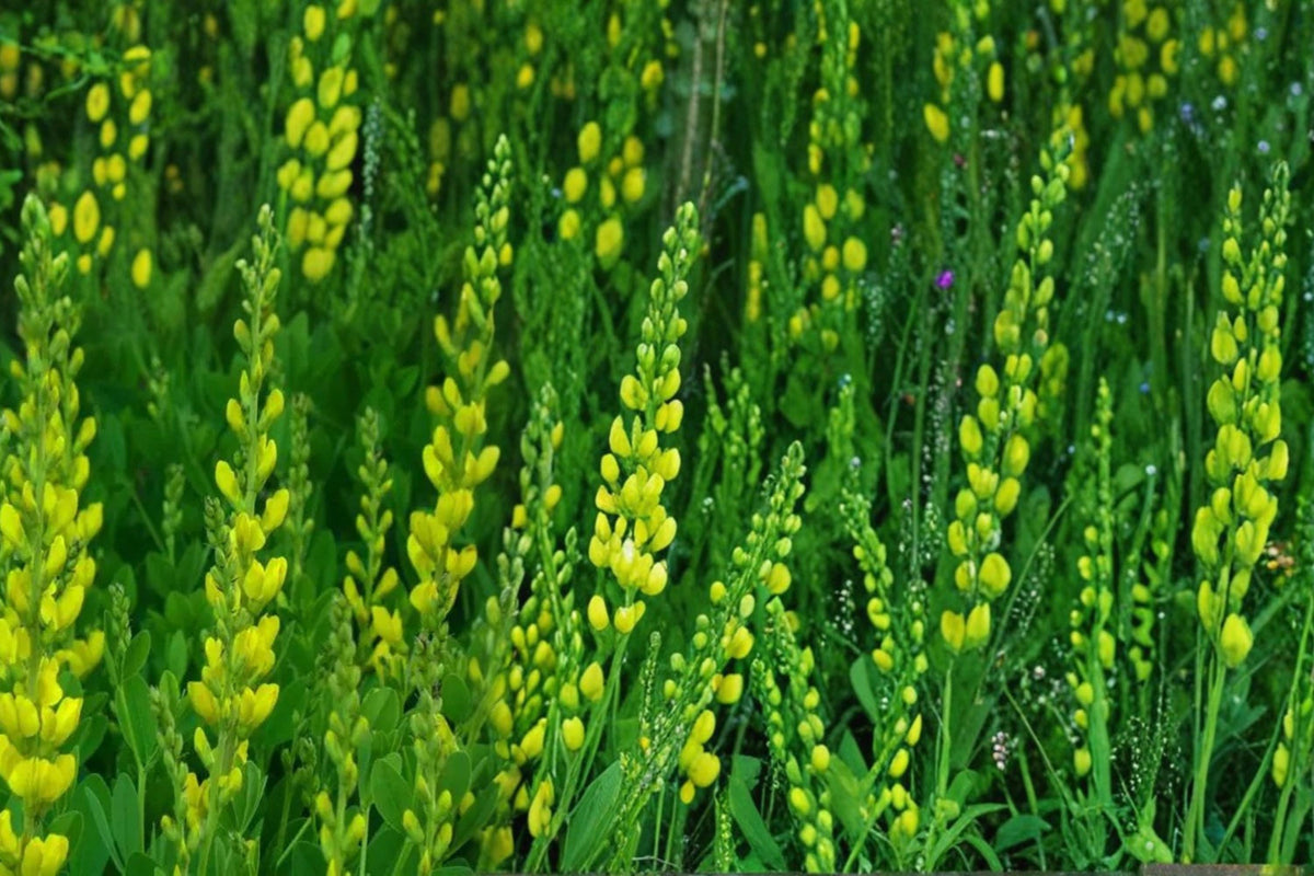 Yellow Wild Indigo Seeds – Baptisia tinctoria Herbaceous Perennial with Yellow Flowers, Drought Tolerant, Native Prairie Plant