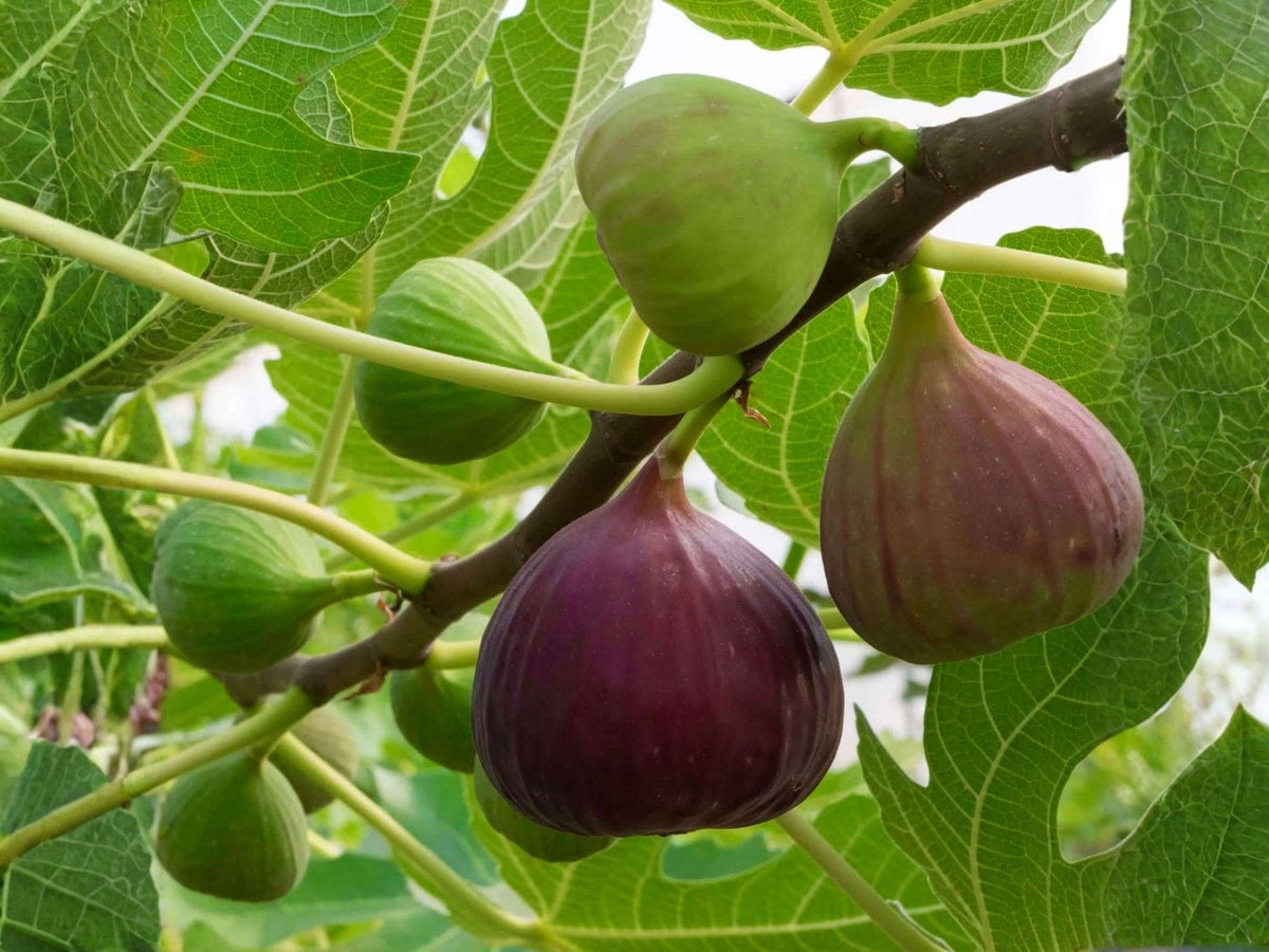 Brown Turkey Fig Cuttings 6 Inch Ficus carica Edible Fruit Tree for Garden & Cooking