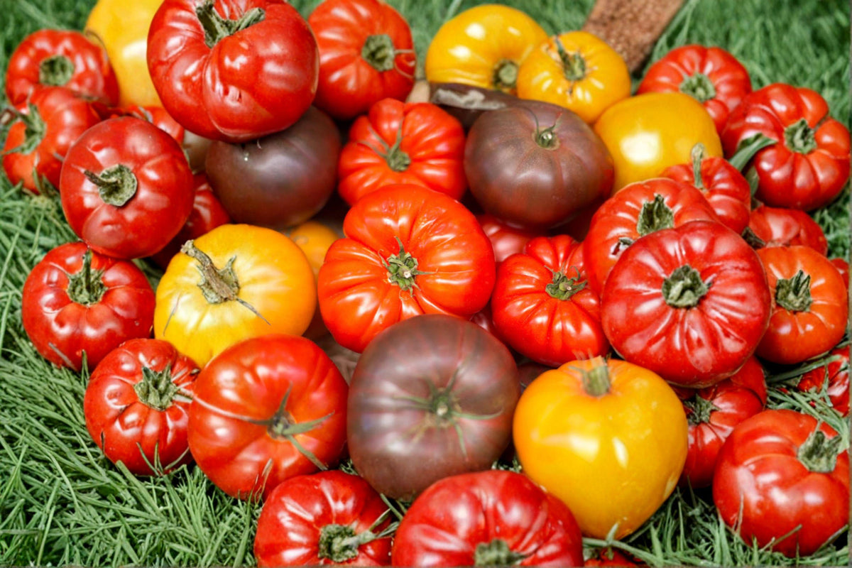 Rainbow Beefsteak Tomato Seeds - Heirloom, Non-GMO, High Yield Slicing Mix, Indeterminate, Colorful Large Tomatoes, 120+ Seeds