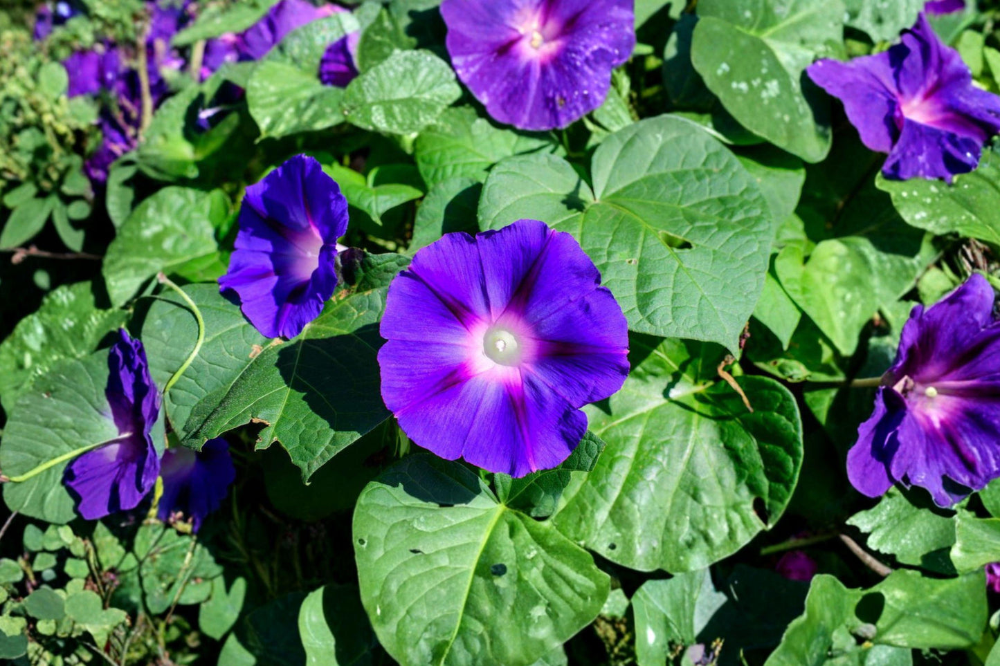 Heavenly Blue Morning Glory Seeds - Heirloom Climbing Vine with Sky-Blue Flowers, 200+ Non-GMO Seeds for Trellises & Fences