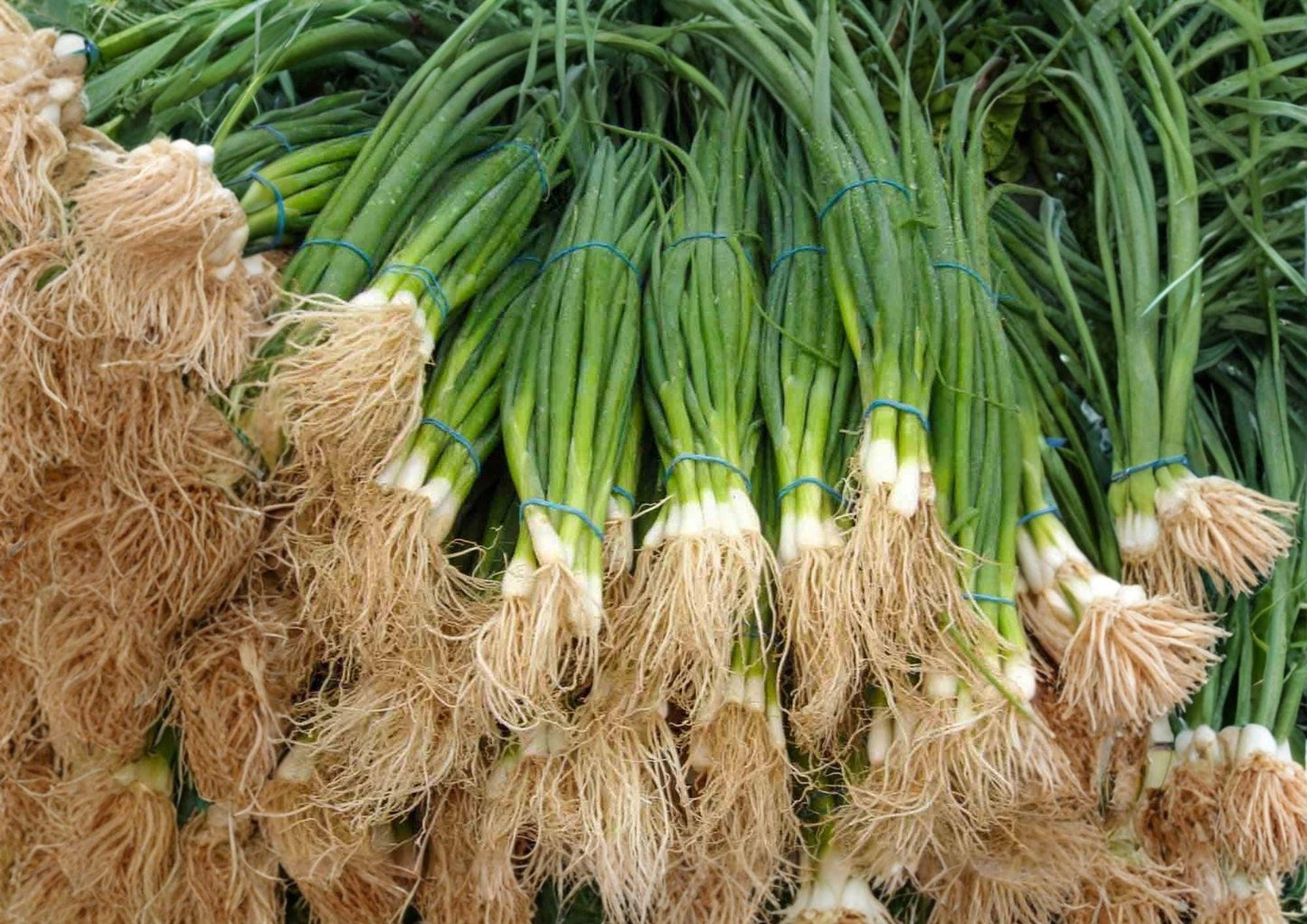 White Lisbon Onion Seeds – Heirloom Non-GMO Bunching Scallion Seeds for Garden, Green Onion, Fast Growing, Mild Flavor