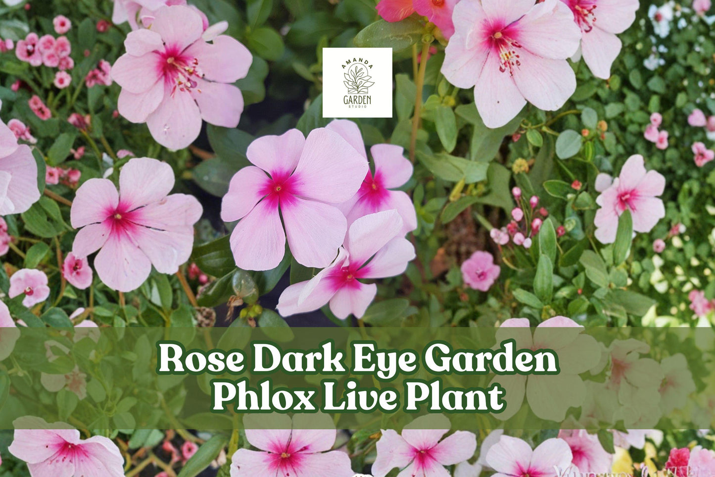 Garden Phlox Live Plant | Rose Dark Eye Variety | Pink Perennial Flower Starter | Phlox paniculata