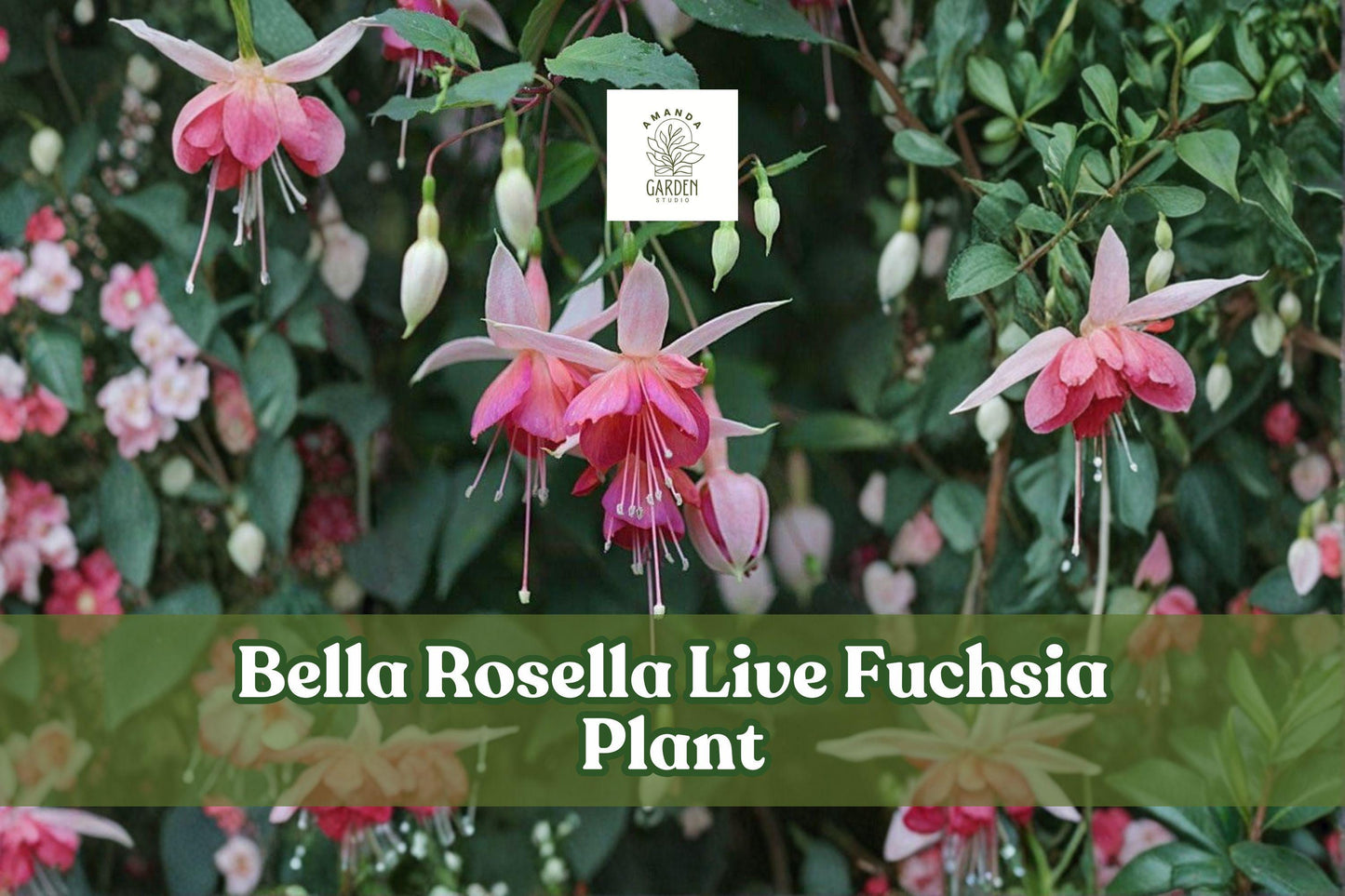 Bella Rosella Fuchsia Plant – Live Starter for Hanging Baskets & Containers, Pink, Purple, Red, White, Fuchsia Scientific Name