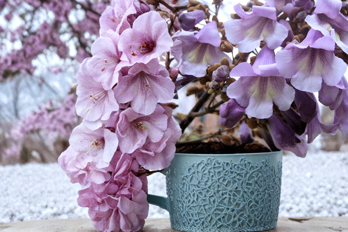 Empress Tree Seeds, Paulownia tomentosa Hardwood, Fast-Growing Shade Tree, Outdoor Planting, Landscape Tree, 100 Seeds