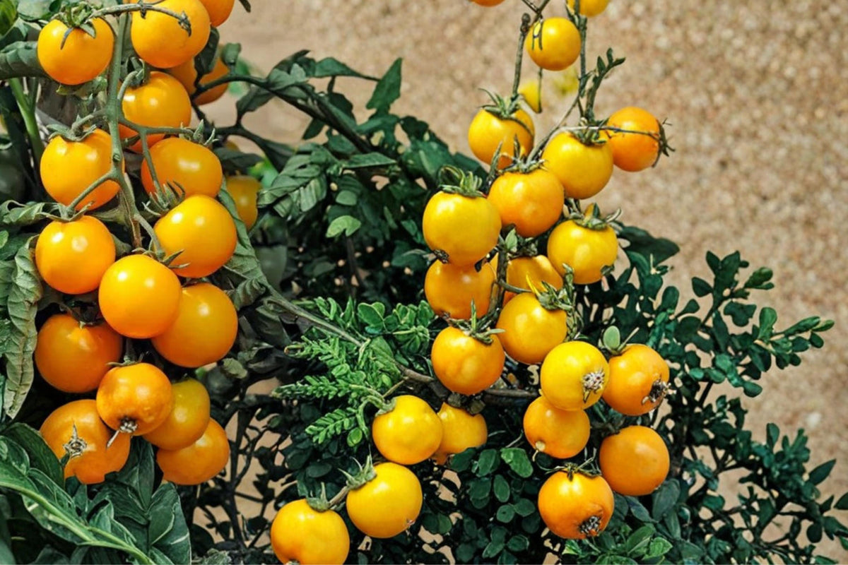 Yellow Tomato Seeds – Solanum lycopersicum Golden Fruit, 50+ Seeds for Garden & Container Planting