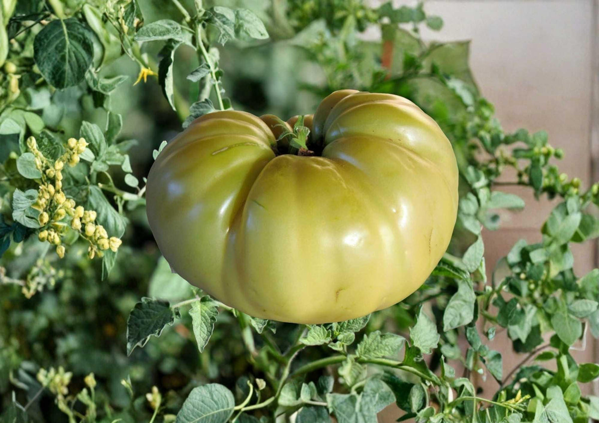 Great White Tomato Seeds – Heirloom Non-GMO Rare Beefsteak, Pale Cream White, Sweet Mild Flavor, Garden Planting, 30+ Seeds