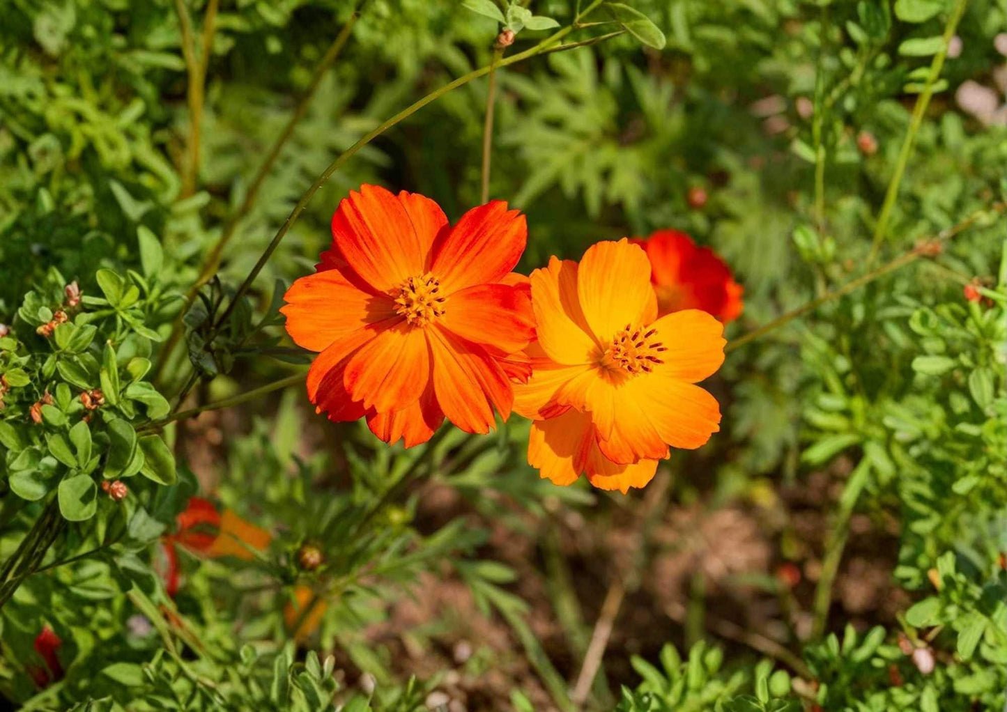 Bright Lights Sulphur Cosmos Seeds – Non-GMO Flower Seeds for Garden, Orange Yellow Blooms, Pollinator Friendly, Butterfly & Hummingbird Attracting