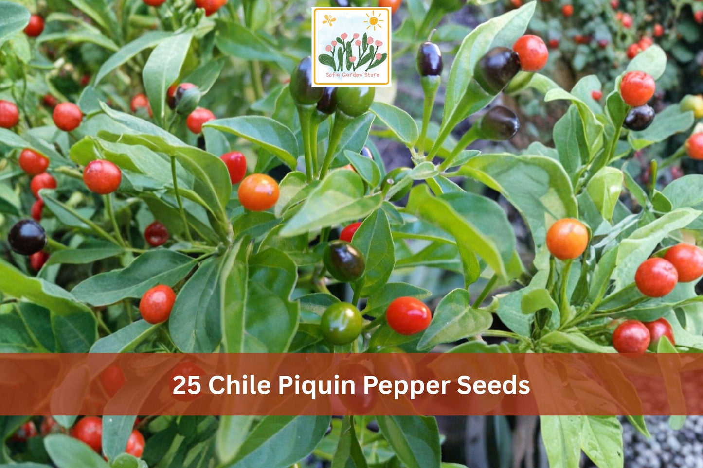 25 Chile Piquin Pepper Seeds | Small Hot Chili Vegetable Seeds for Garden Planting | Capsicum annuum var. glabriusculum