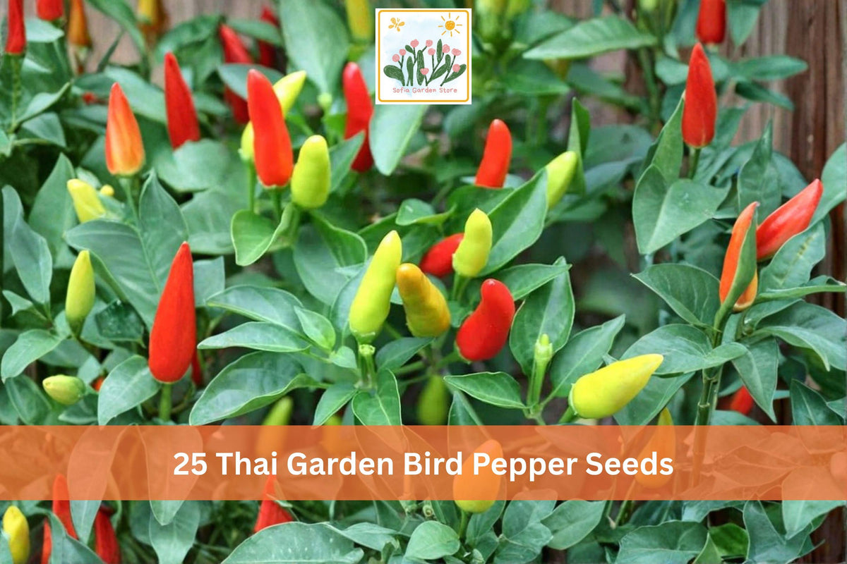 25 Thai Garden Bird Hot Pepper Seeds, Small Slender Red Chili, Capsicum annuum, Vegetable Seeds for Garden Planting