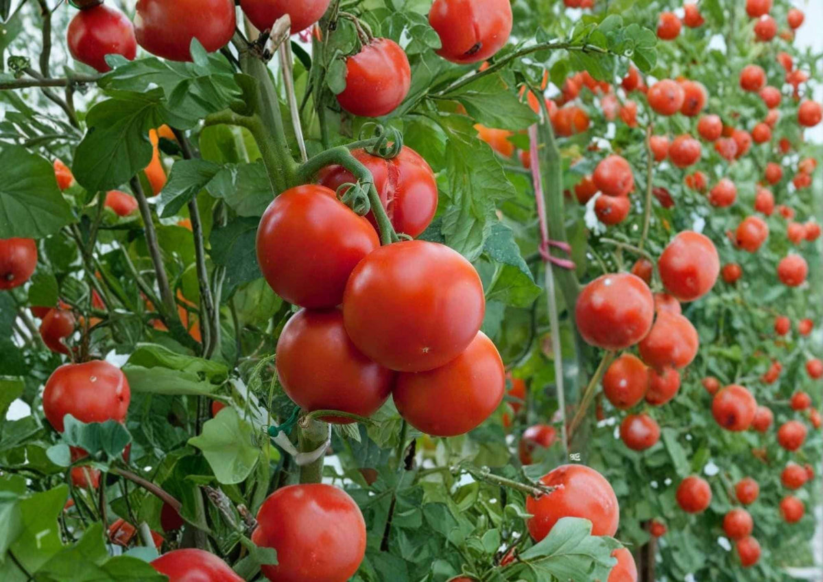 10+ Ace 55 Heirloom Tomato Seeds – Non-GMO, Low Acid, Medium-Sized Red Fruit, Garden Vegetable Seeds