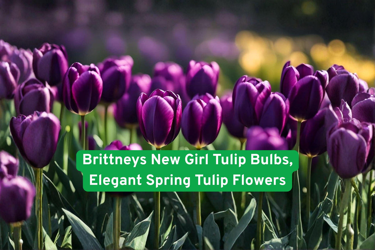 Brittney’s New Girl Tulip Bulbs – Elegant Spring Flowering Bulbs for Garden Beds & Containers – Tulipa spp.
