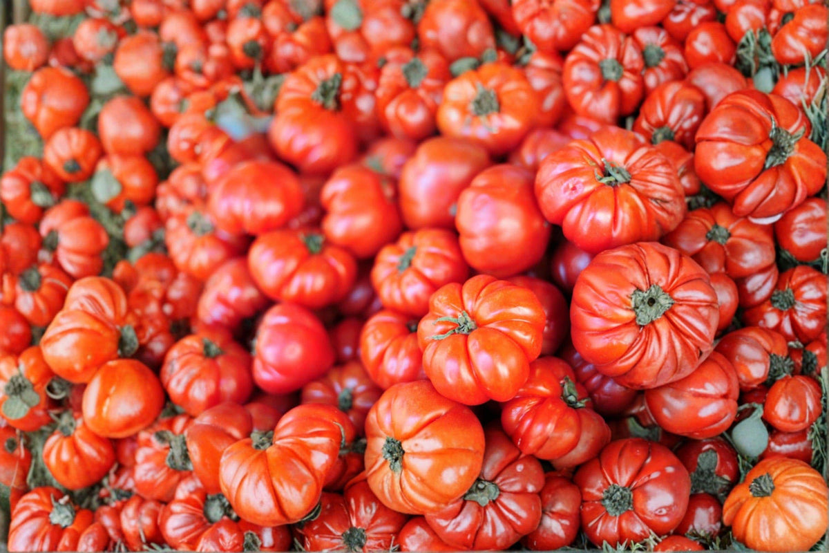 Heirloom Organic Beefsteak Tomato Seeds – Large Red Slicing, Juicy Flavor, High Yield, Indeterminate, Non-GMO, Heirloom Tomato Seeds