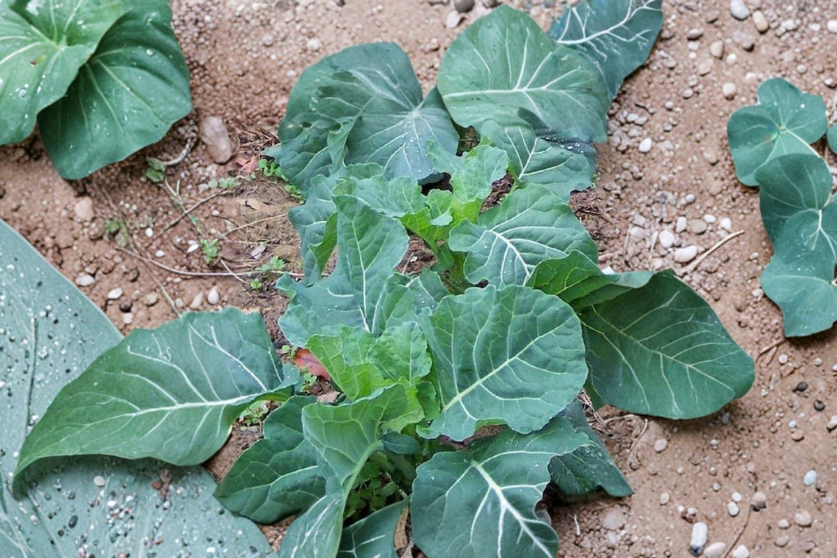 Georgia Southern Collard Seeds - Heirloom Non-GMO Heat Tolerant Greens for Garden, Container, or Raised Bed Planting