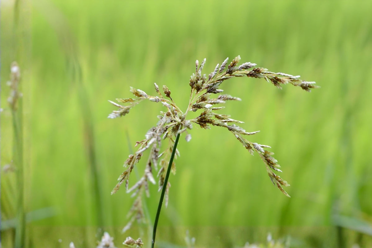 Smooth Panicgrass Seeds 100 | Native Panicum dichotomiflorum for Erosion Control & Wetlands