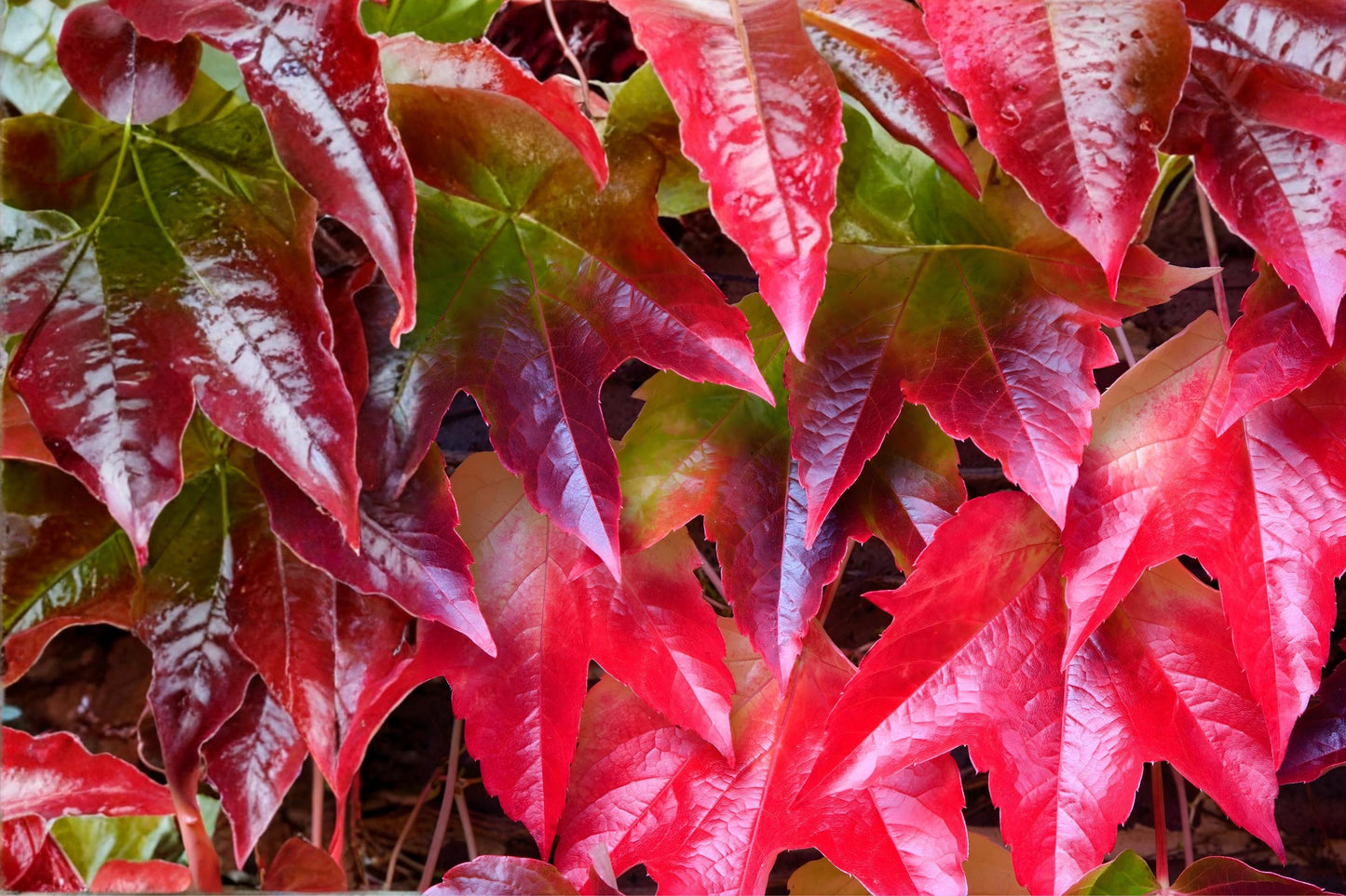 Boston Ivy Seeds (Parthenocissus tricuspidata) Climbing Vine, Ornamental Green to Red Foliage, Fast-Growing Wall Covering Seeds