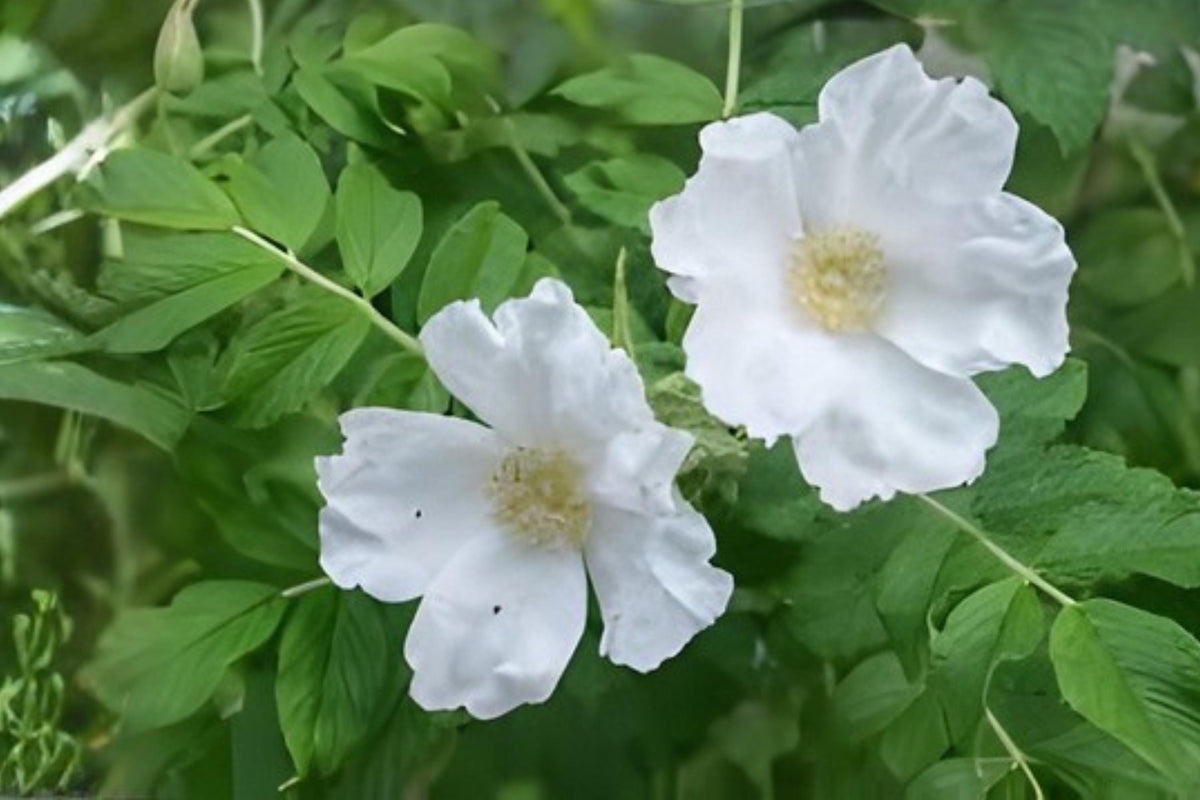 White Rugosa Rose Seeds | Hardy Coastal Fragrant Rose (Rosa rugosa alba) for Hedges & Wildlife Habitats