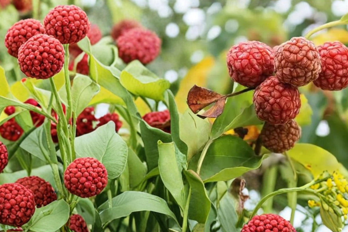Mandarin Melon Tree Seeds, Maclura tricuspidata, Deciduous Fruit Tree, Edible, Ornamental, 10 Seeds