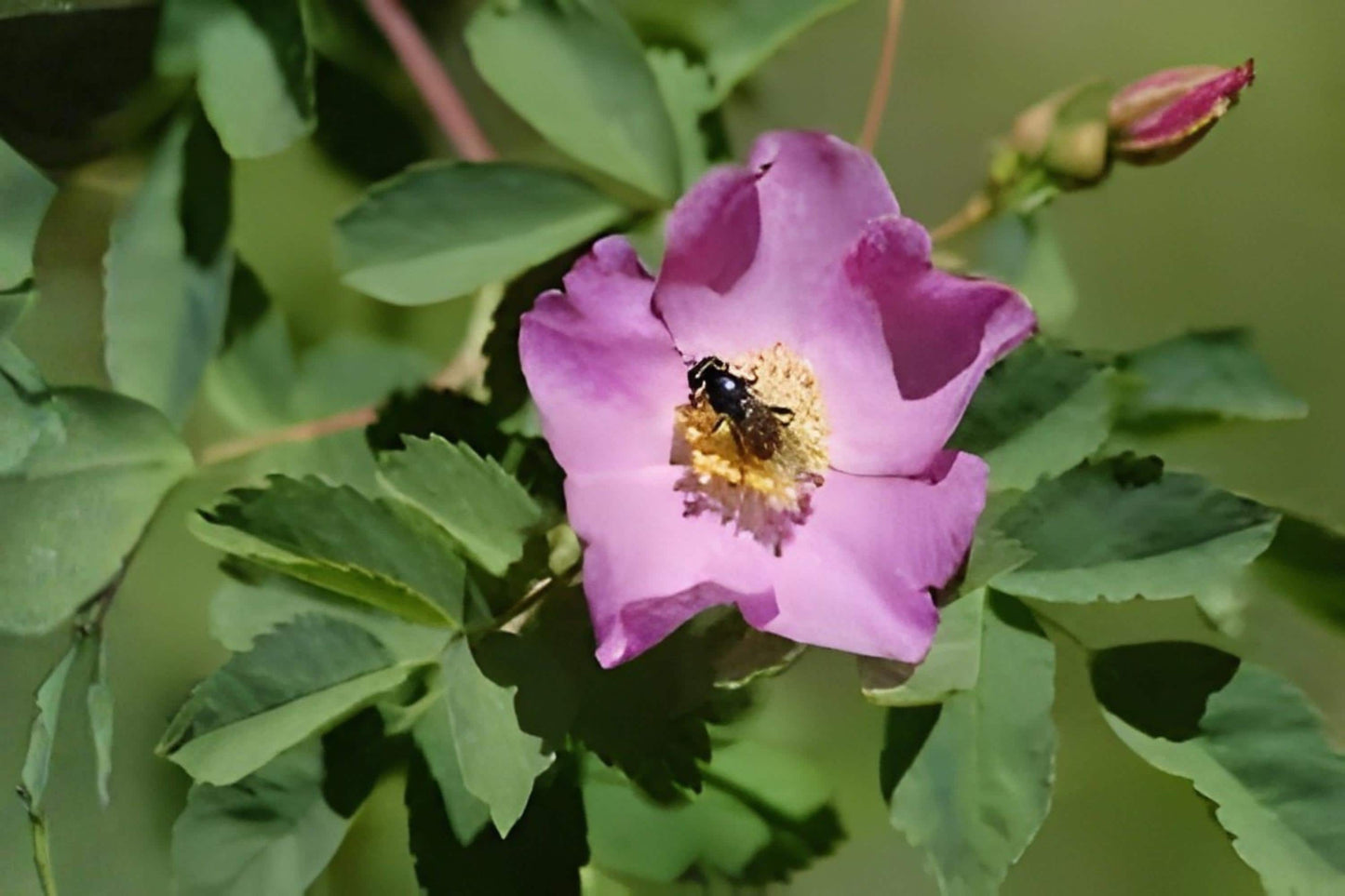 Woods’ Rose Seeds | Native Wild Rose Rosa woodsii | Hardy Pink Blooming Wild Rose for Hedges & Wildlife Gardens