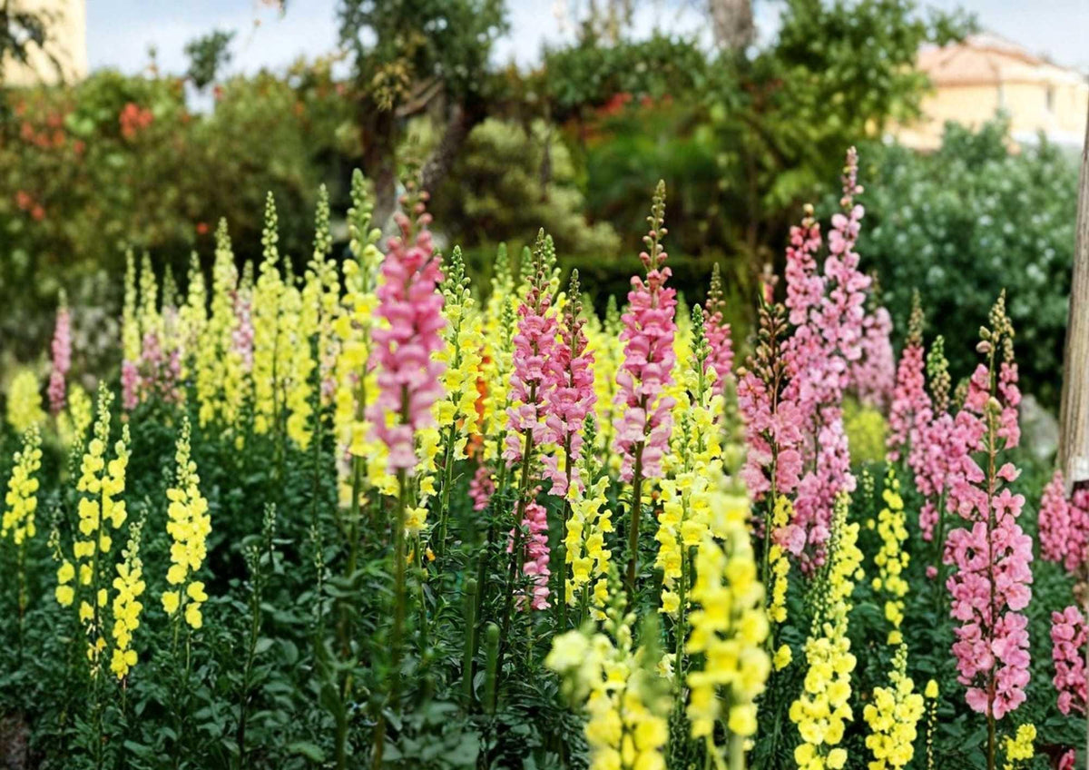 Russell Lupine Seeds Mix – Perennial Flower Seeds for Vibrant Garden Borders, Attracting Hummingbirds & Bees (Lupinus polyphyllus)