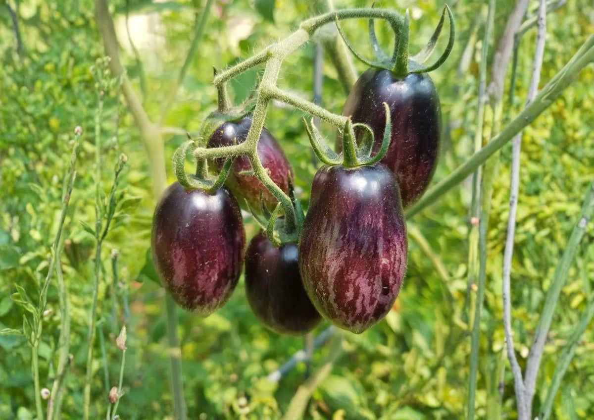 Brad’s Atomic Grape Tomato Seeds – Heirloom, Colorful Striped Cherry, High Yield, Sweet Flavor, Gourmet, Garden Planting