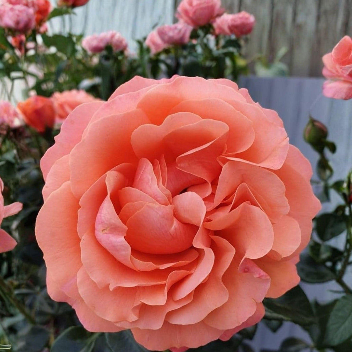Rosa Floribunda Coral Rose Cuttings – 4 Unrooted Stems for Garden, Landscape & Container Planting, Perennial Shrub, Rosa floribunda
