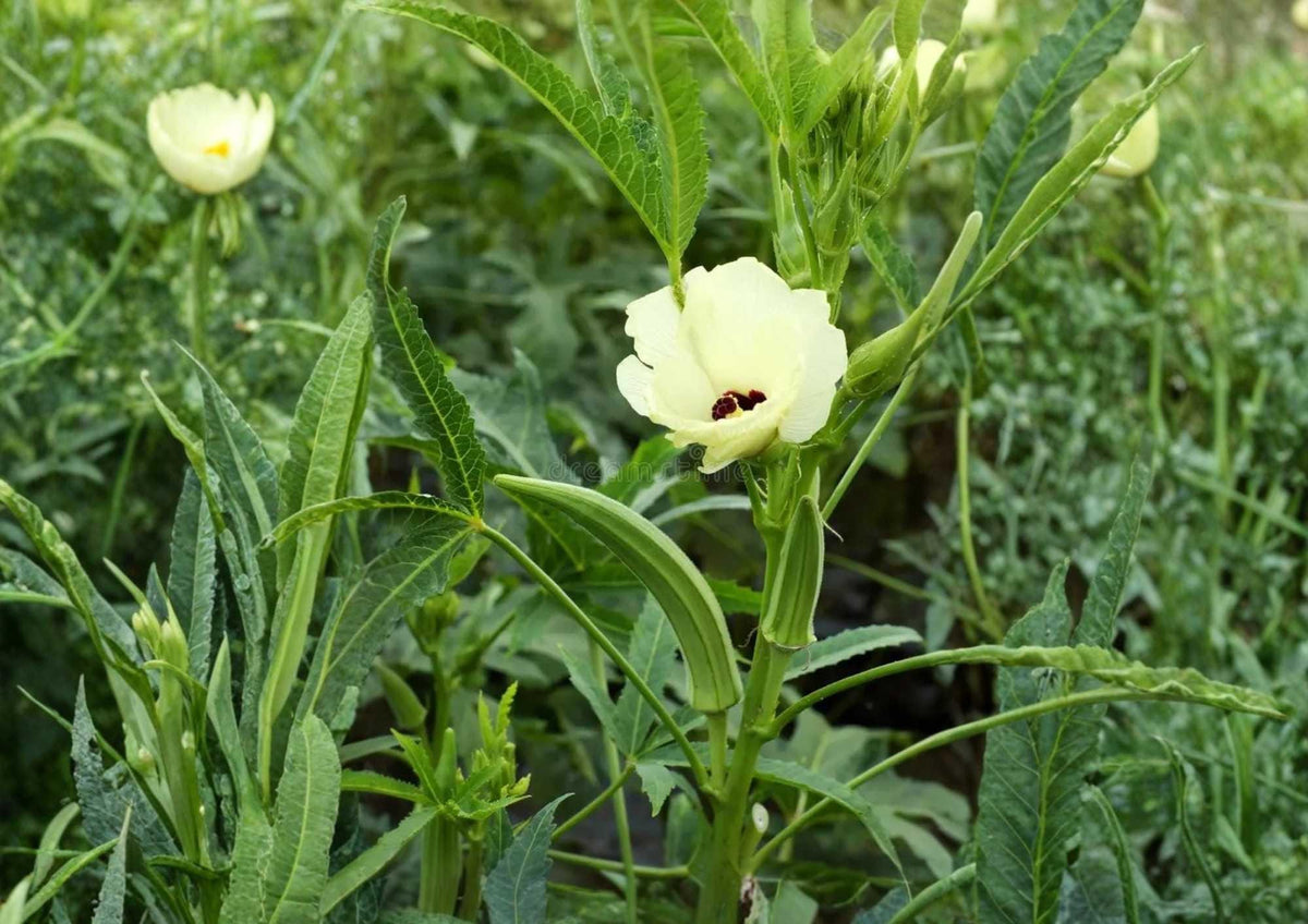 Rainbow Fiesta Okra Seeds - Heirloom Organic Non-GMO Vegetable Seeds for Colorful Pods, High Yield, Garden Planting
