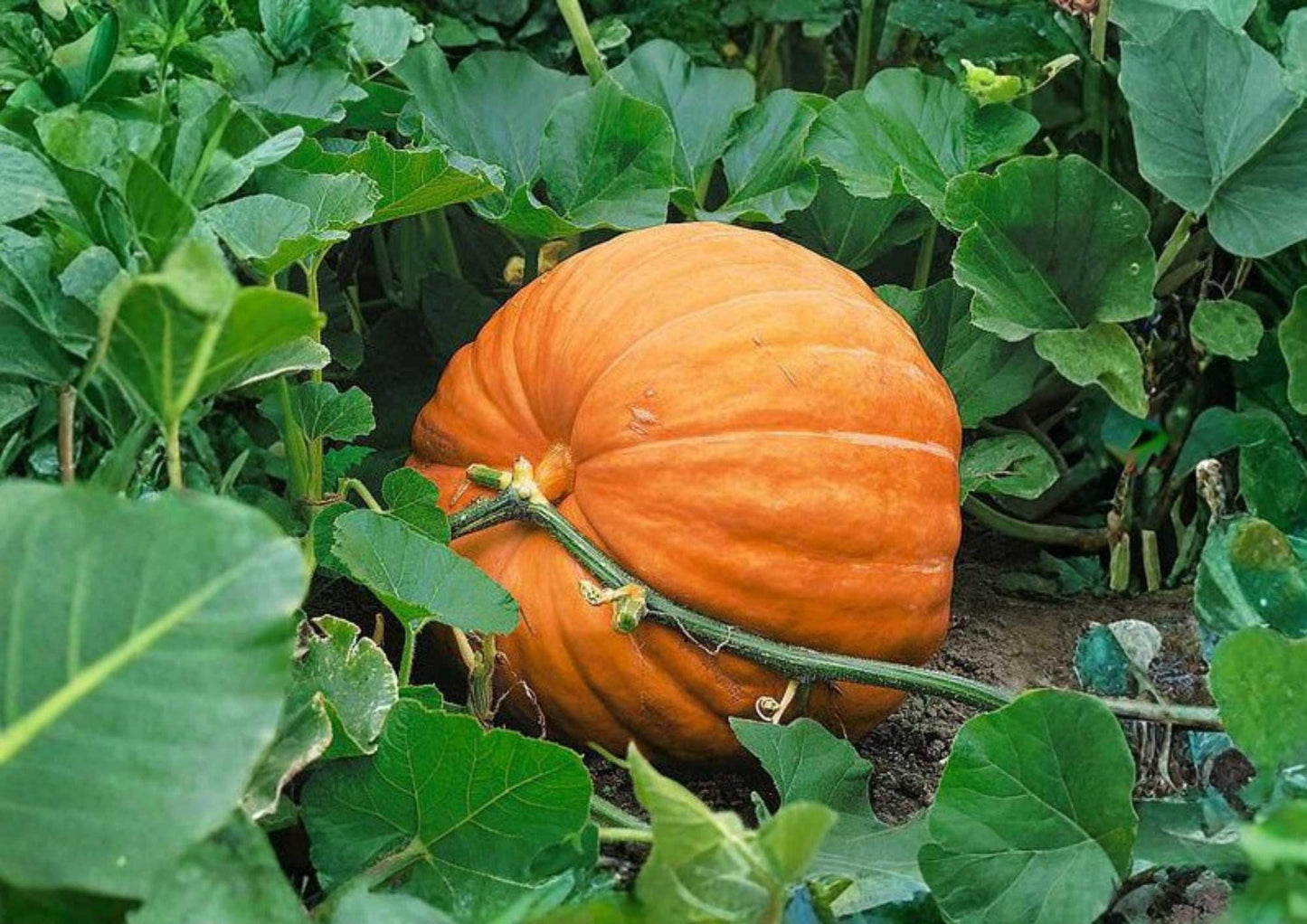 Giant Pumpkin Seeds – 5 Competition Heirloom Non-GMO for Record-Breaking 400+ lb Orange Pumpkins, High Yield Garden Planting