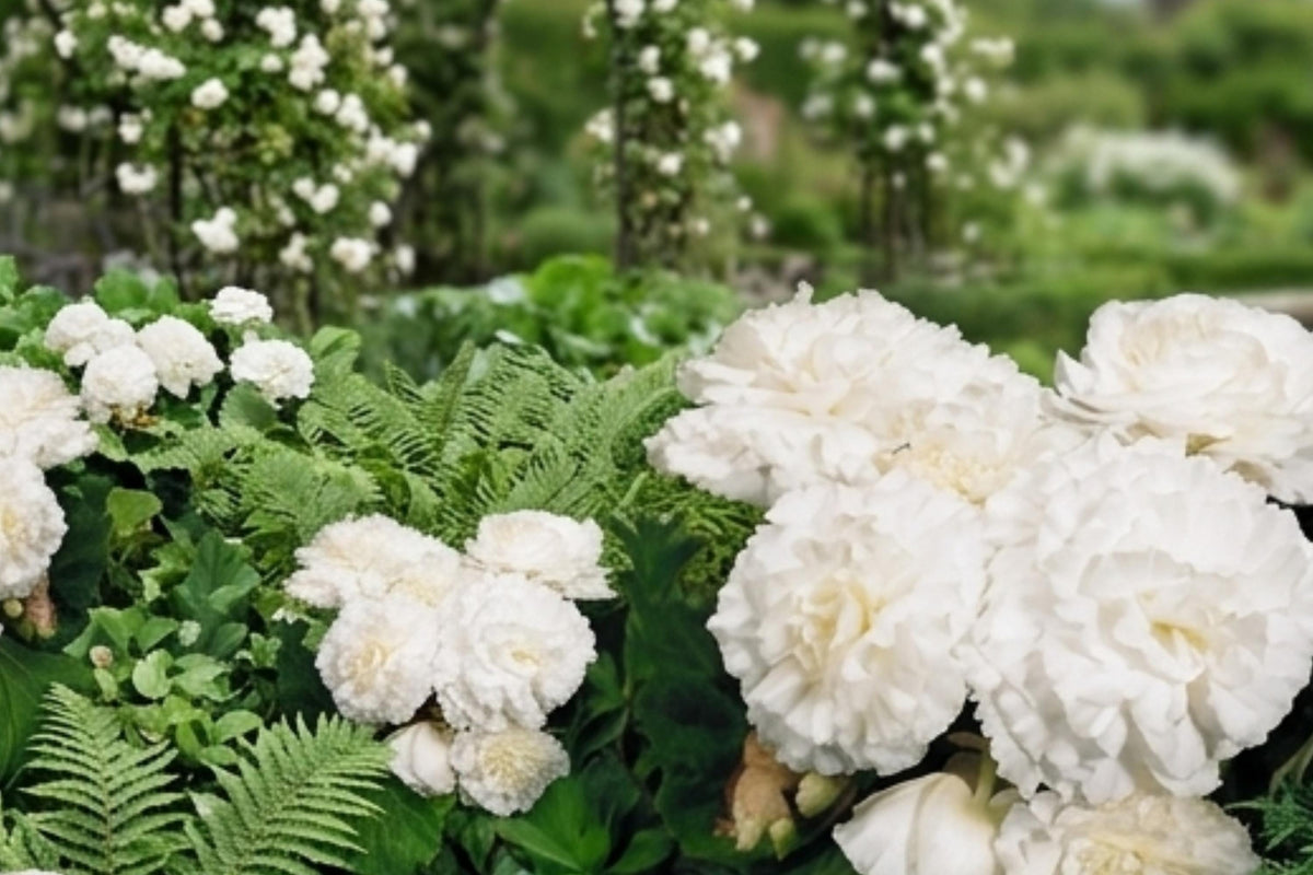 Non-Stop White Double Begonia Bulbs – 4 Live Plants, Continuous Blooming, Begonia x tuberhybrida for Garden & Indoor Use