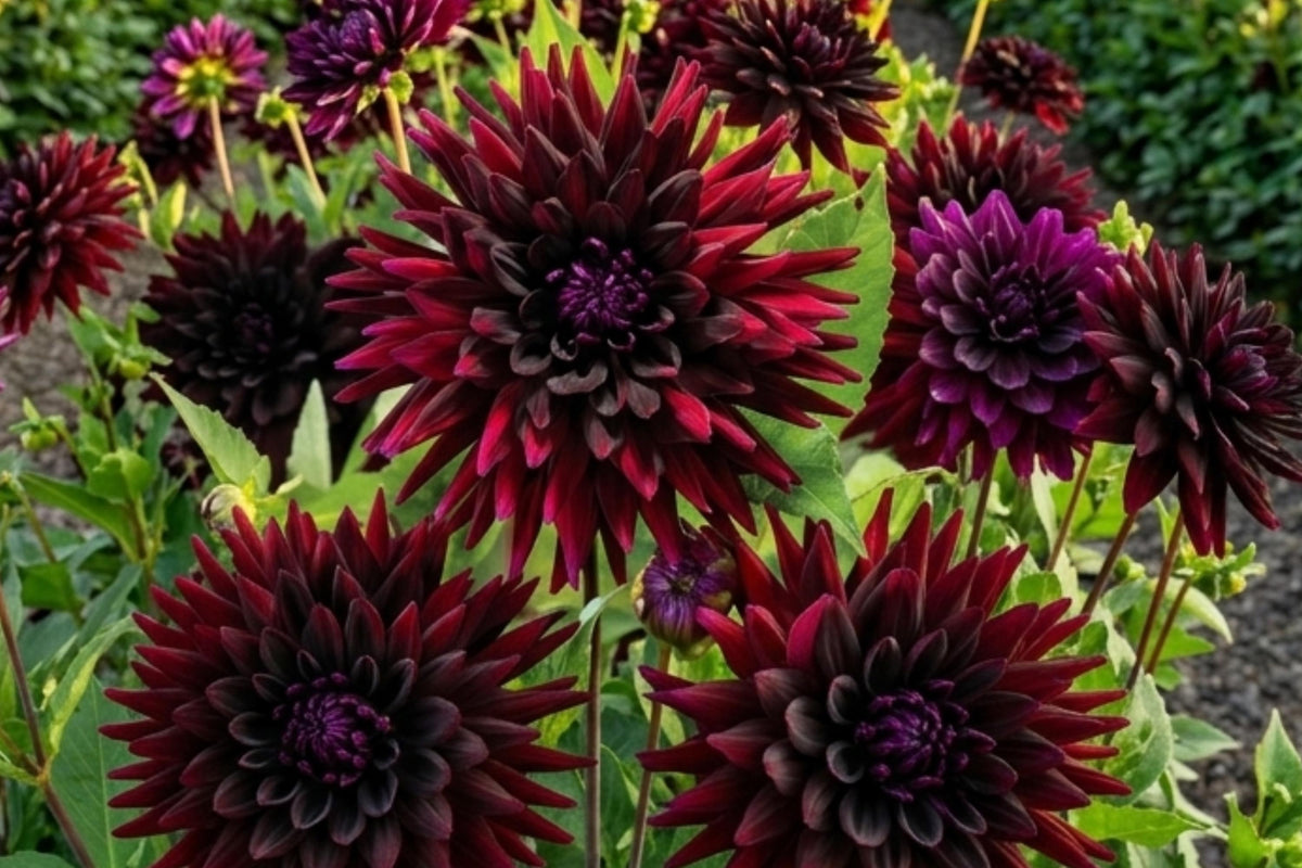 Black Narcissus Cactus Dahlia Bulb Tuber Clumps - Deep Red Exotic Flowers - Dahlia pinnata