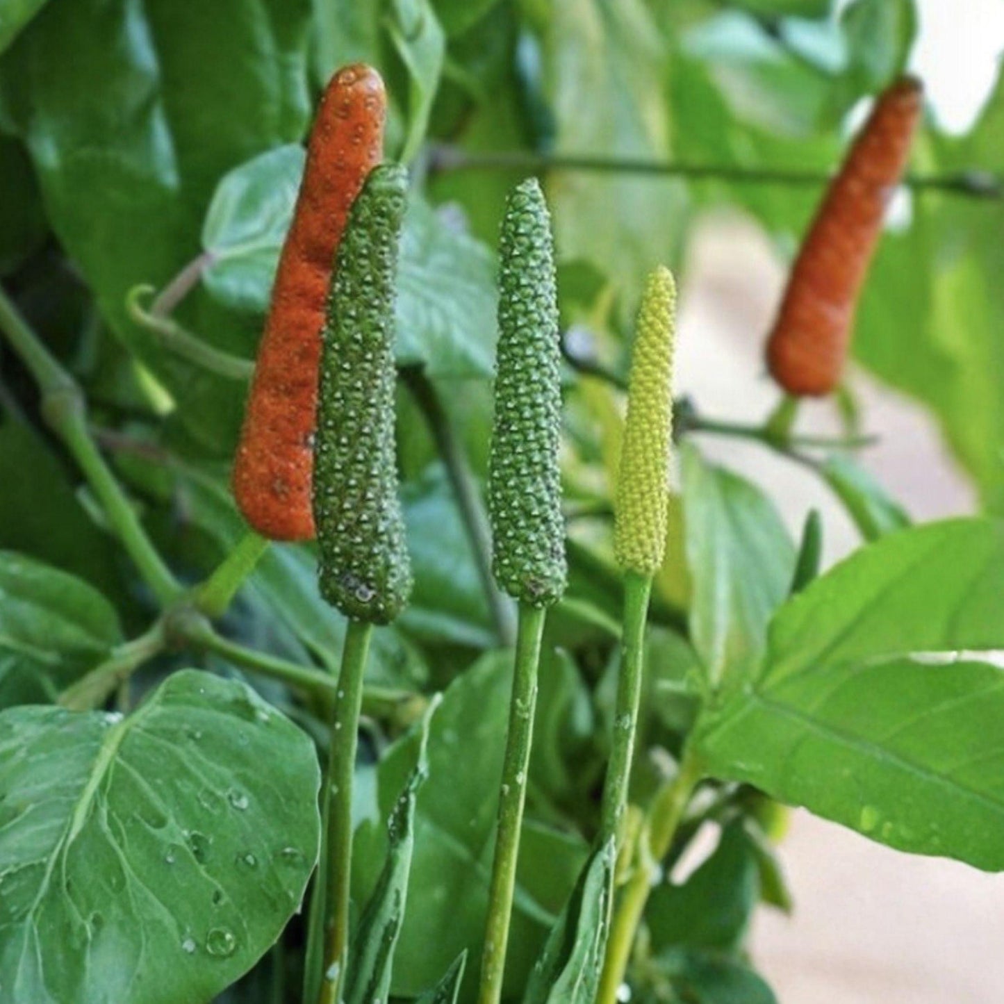 Piper Longum Live Plant | Long Pepper Spice Starter | Tropical Vine for Garden or Container Growth
