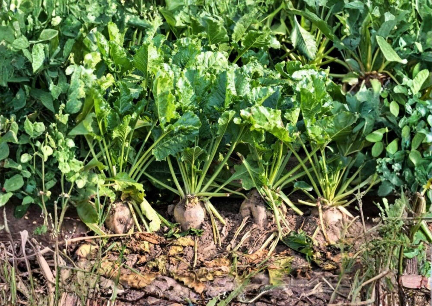 200+ Sugar Beet Seeds Heirloom Vegetable Seeds for Garden Planting, White Root Crop, Natural Sweetener, Beta vulgaris