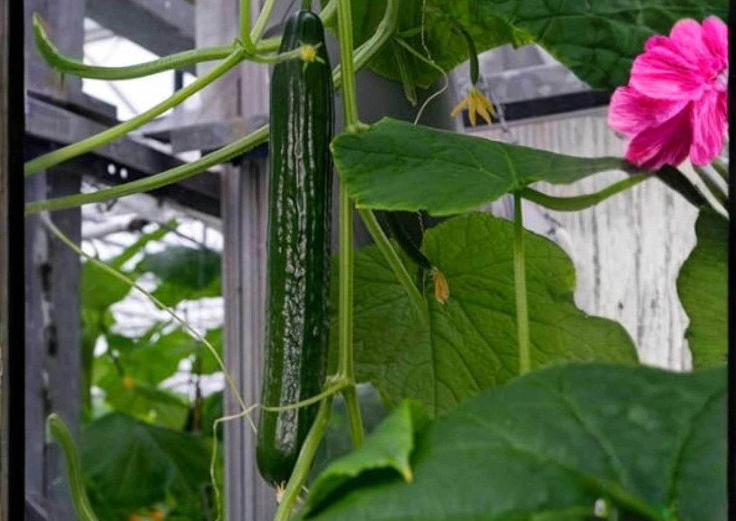 50+ Tasty Green Heirloom Non-GMO Cucumber Seeds for Garden, Early Maturing, High Yield, Salad, Slicing, Cucumis sativus