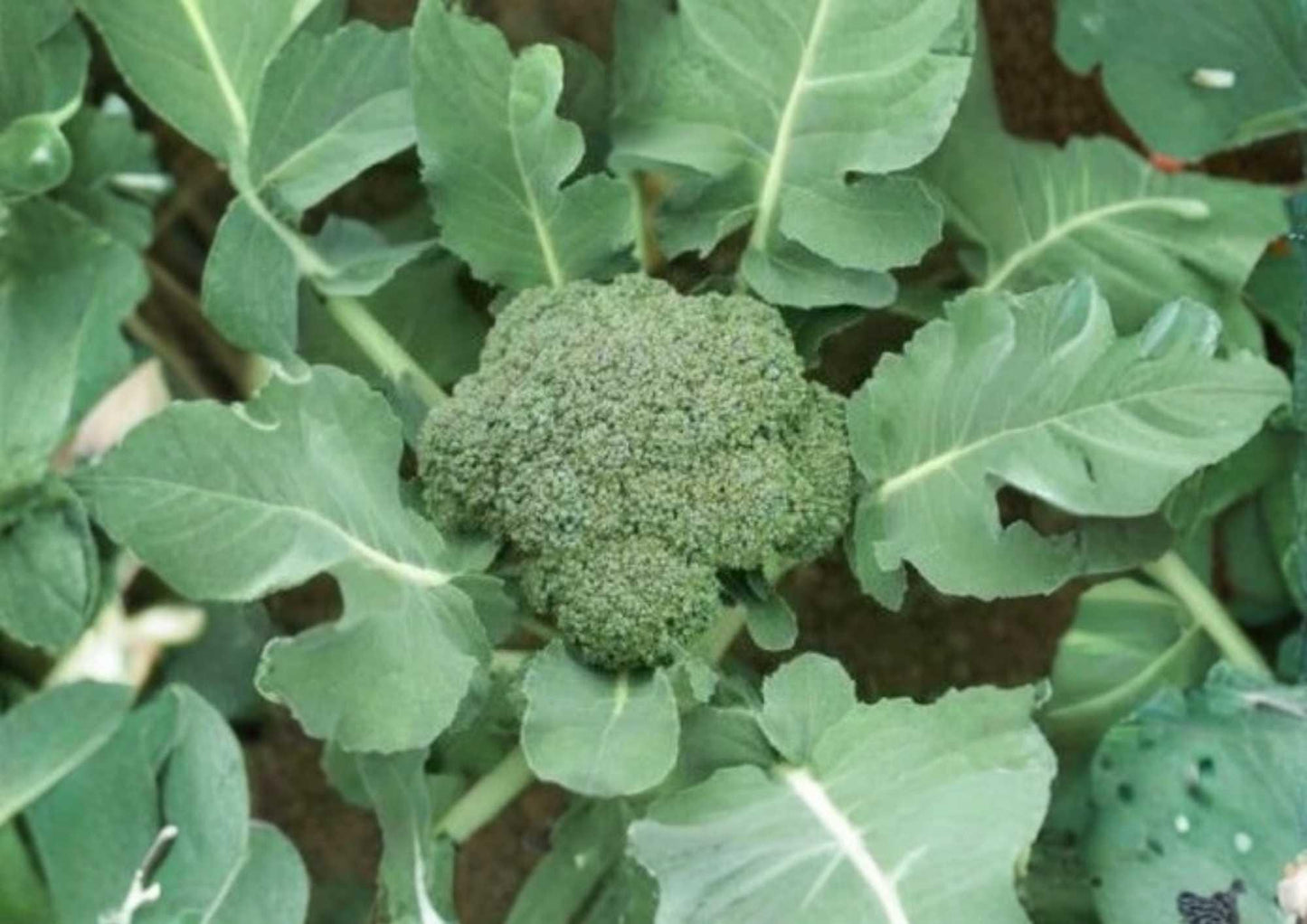 Waltham 29 Broccoli Seeds - Heirloom Organic Non-GMO Vegetable Seeds for Cold-Hardy, High-Yield Green Head Broccoli