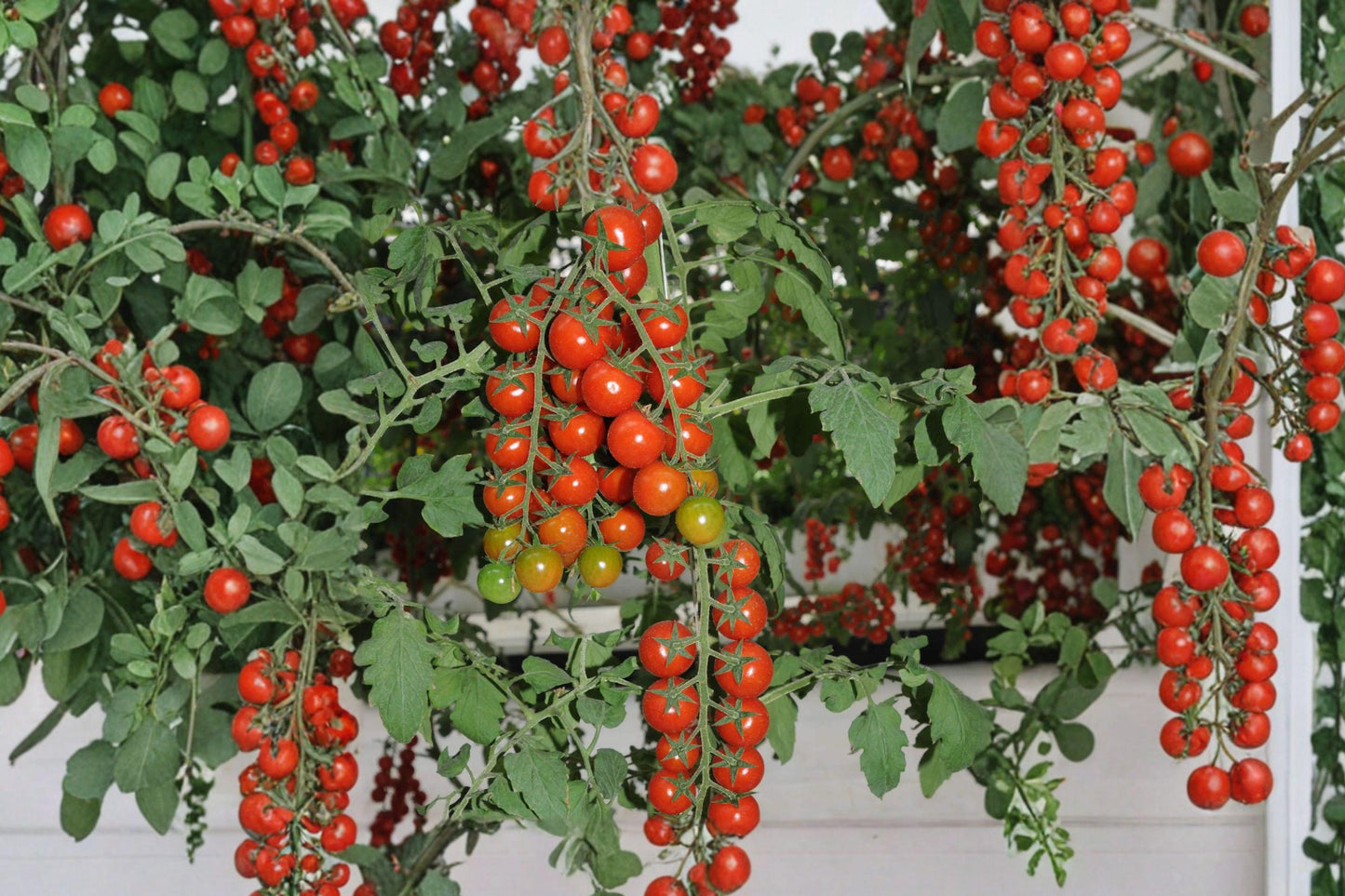 Waterfall Heirloom Cherry Tomato Seeds – Cascading Vine, Non-GMO, Bright Red, Indeterminate, 10+ Seeds for Hanging Baskets & Containers