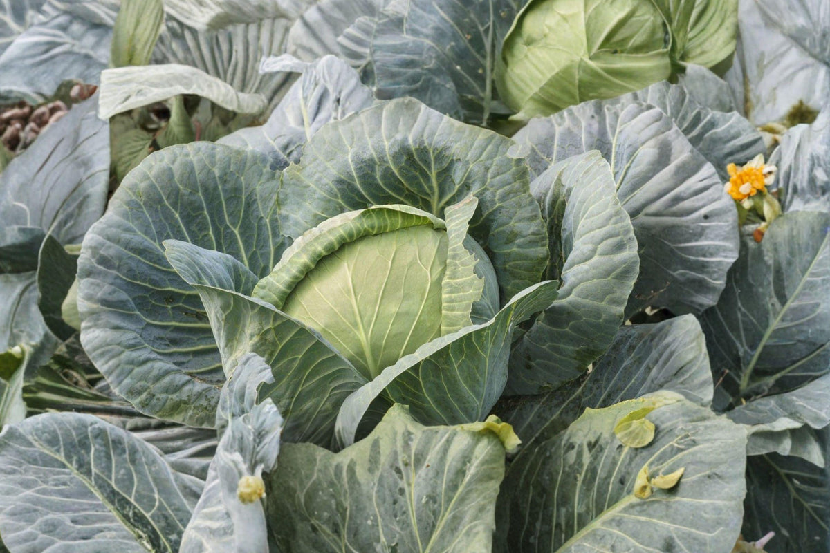 Brunswick Heirloom Cabbage Seeds – Non-GMO, Cold Hardy, High Yield Storage Variety, 500+ Seeds for Garden, Collard, Coleslaw