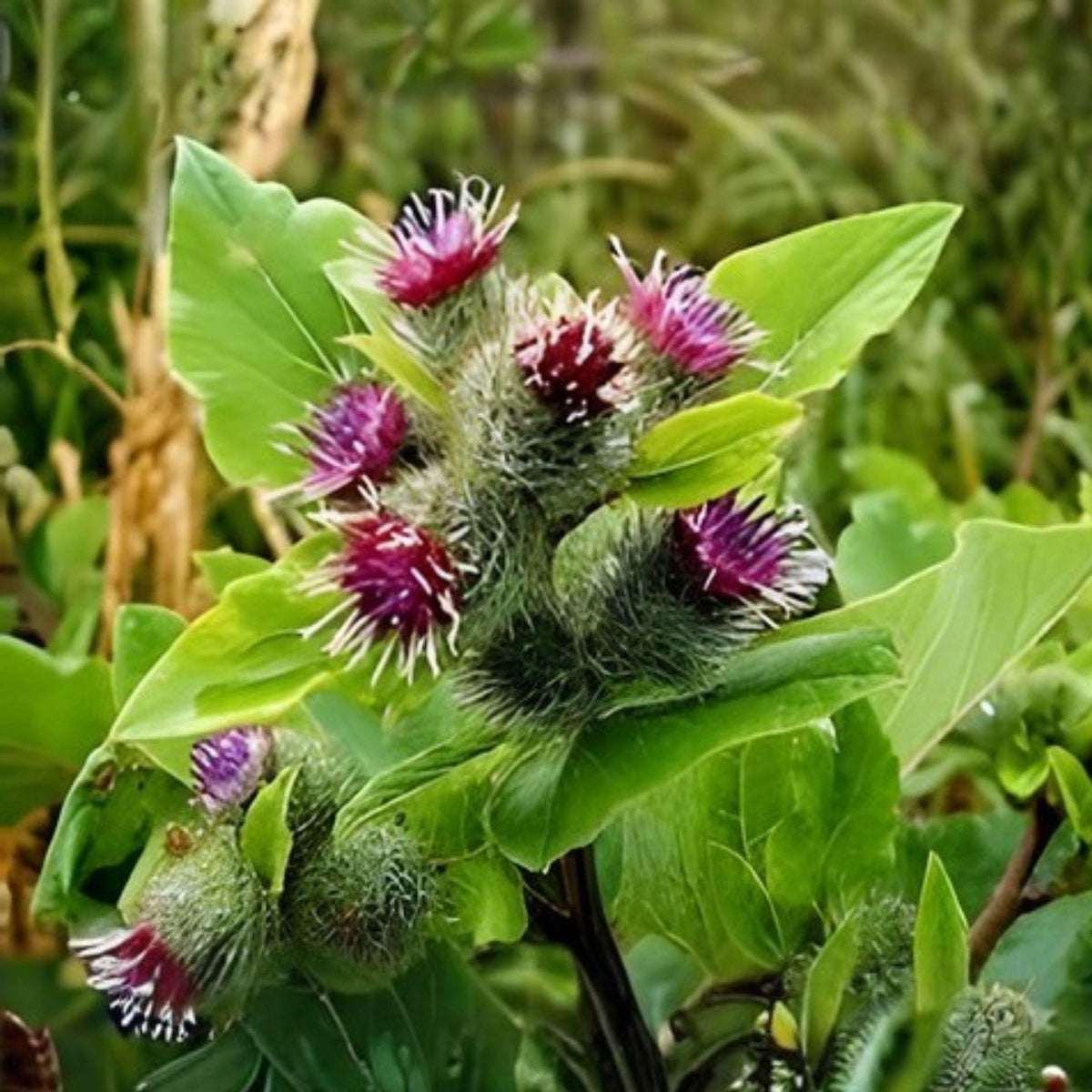 Burdock Root Seeds – Arctium lappa Medicinal Herb, Detox Plant, Edible Garden Seeds for Herbal Remedies and Cooking