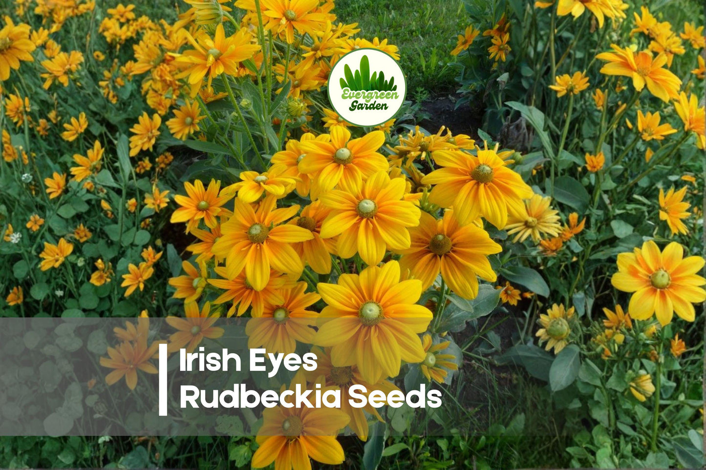 200 Irish Eyes Rudbeckia Seeds | Black-Eyed Susan, Yellow Flowers, Pollinator & Wildflower Gardens, Rudbeckia hirta