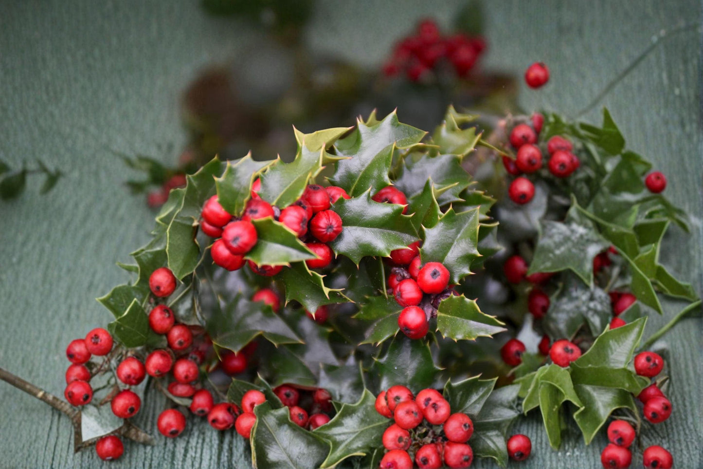 English Holly Red Beauty Cuttings – Ilex aquifolium, Evergreen Shrub for Propagation, Bright Berries