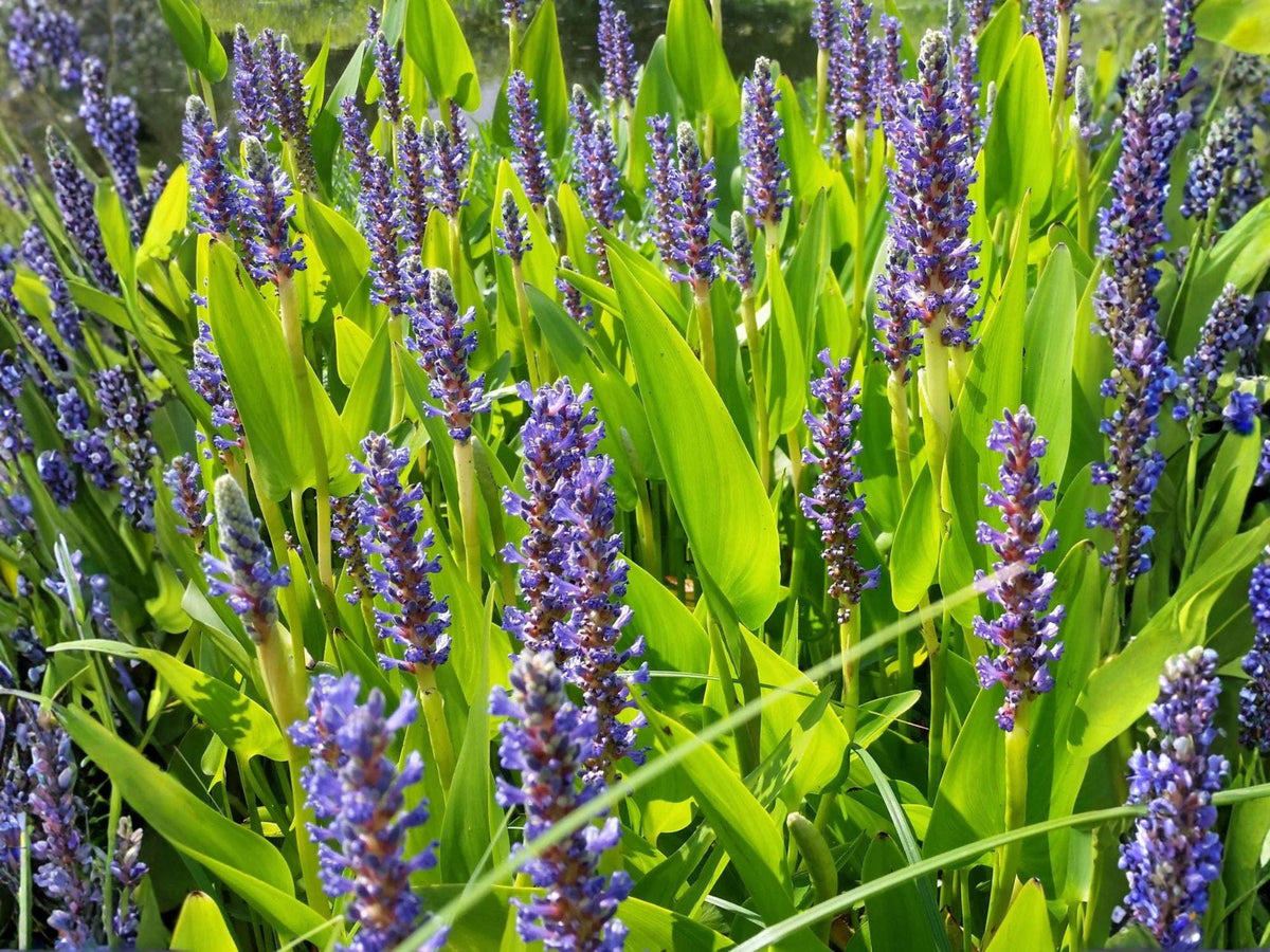 Pickerel Weed Seeds | Aquatic Marginal Plant for Ponds & Water Gardens | Pontederia cordata | Violet-Blue Flowers