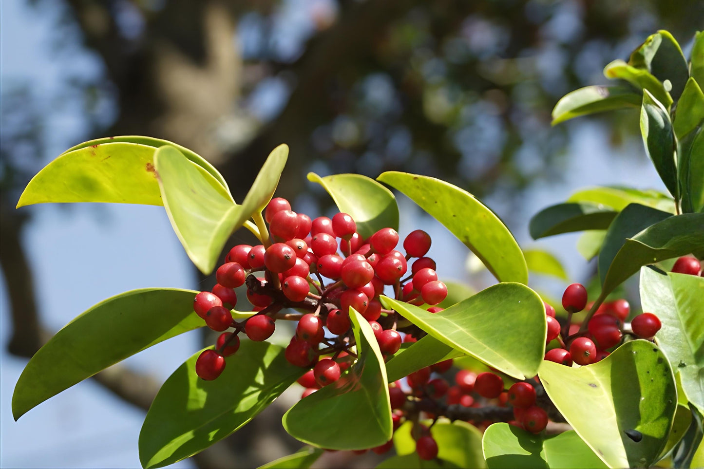 Kurogane Holly Seeds, Ilex rotunda, Evergreen Ornamental Tree, Bright Red Berries, Hedge, Landscape, Wildlife Garden, 25 Seeds