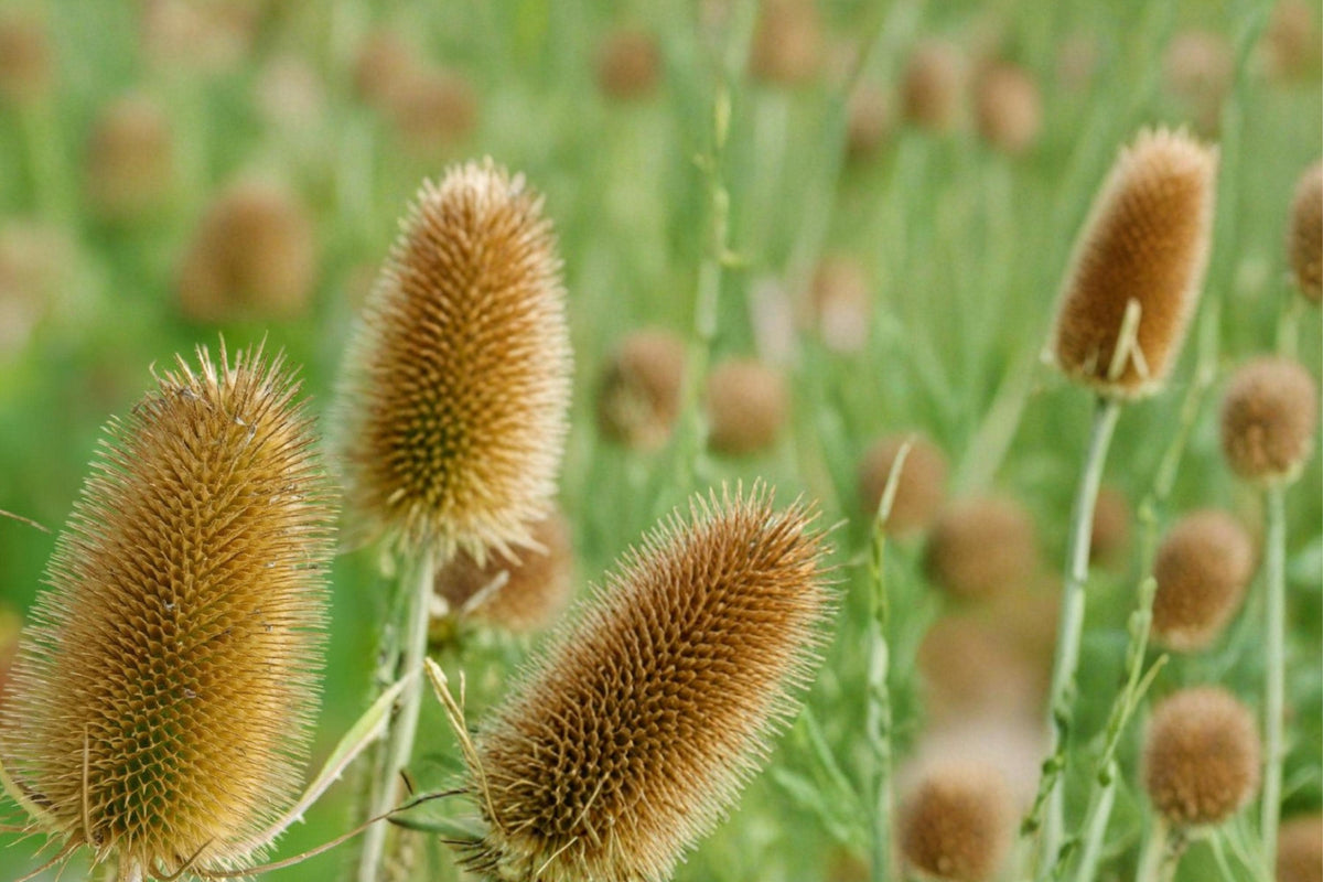 Cultivated Teasel Seeds – Dipsacus sativus – Purple Spiny Flower Heads, Ornamental Biennial Plant for Pollinator Gardens