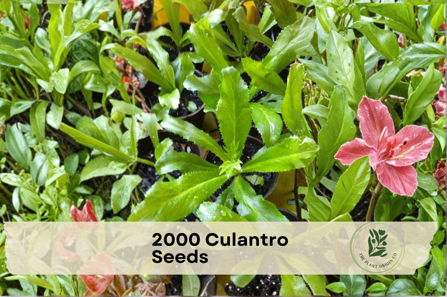 2000 Culantro Seeds – Eryngium foetidum, Ngo Gai, Mexican Coriander, Sawtooth Herb for Herb Gardens & Containers